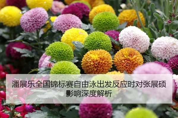 潘展乐全国锦标赛自由泳出发反应时对张展硕影响深度解析